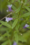 Limestone calamint